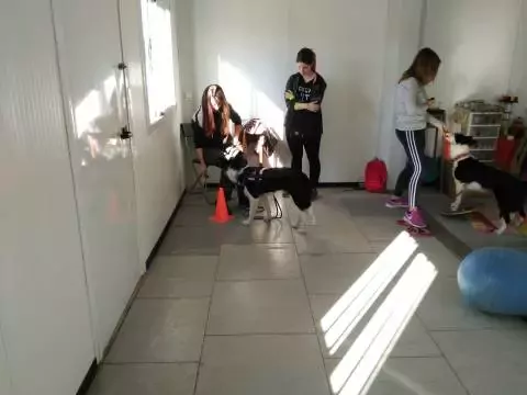 Centro Canino Educando Perros. Club Agility Pinto