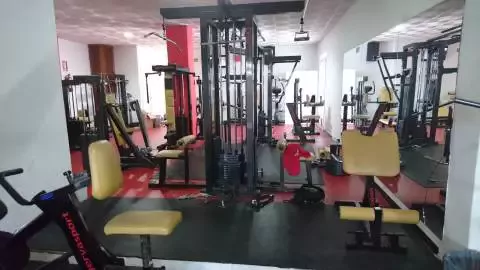 Gym tiger